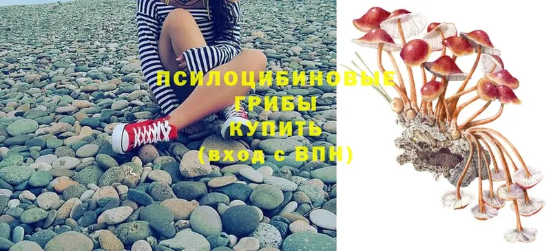 Галлюциногенные грибы Psilocybine cubensis  Асбест 